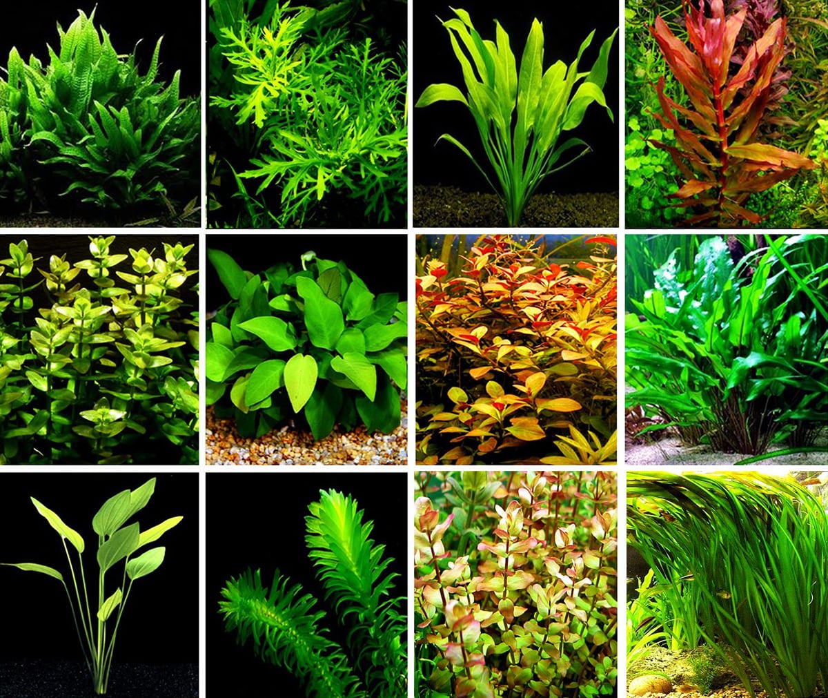 How To Create Your First Aquascape \u2022 Aquascaping Love