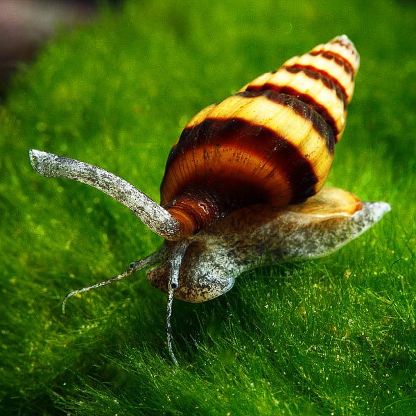 Assassin snail (Clea helena)