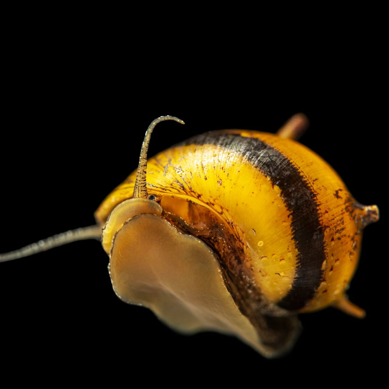 Horned Nerite snail (Clithon corona/diadema)