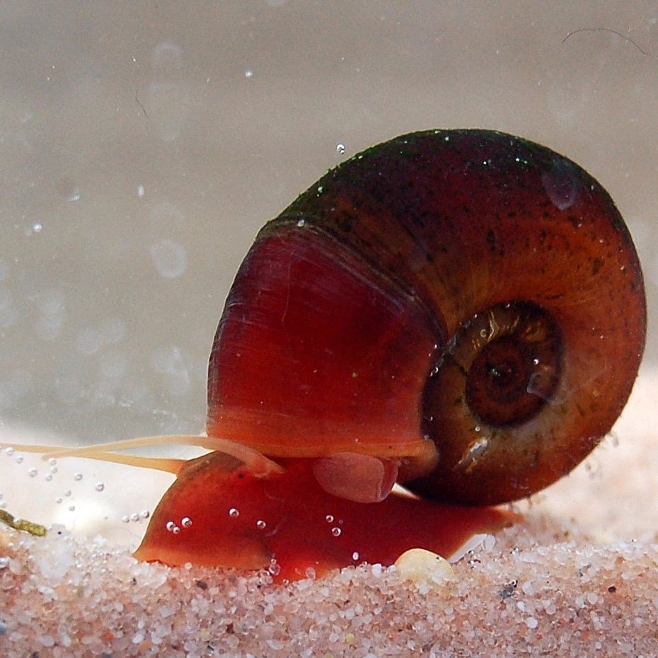 Ramshorn snail (Planorbarius sp.)