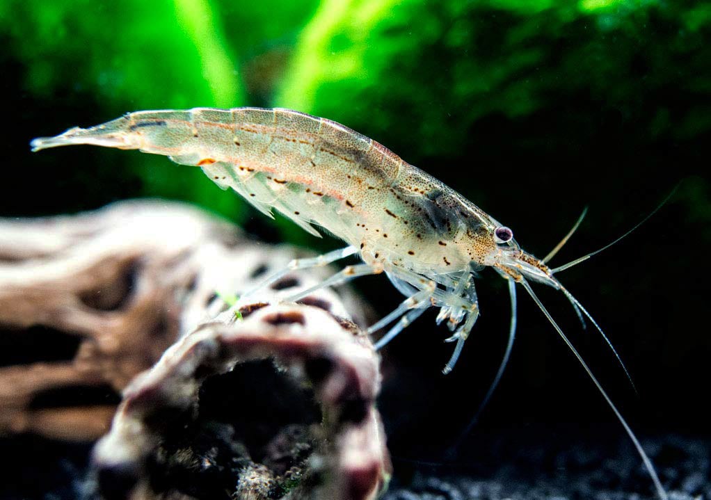 Amano shrimp - Caridina multidentata