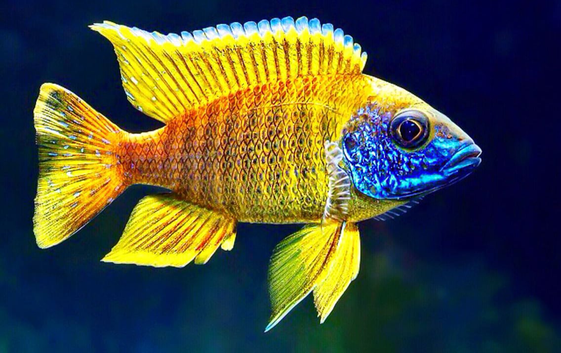 Aulonocara sp. Peacock cichlid Malawi