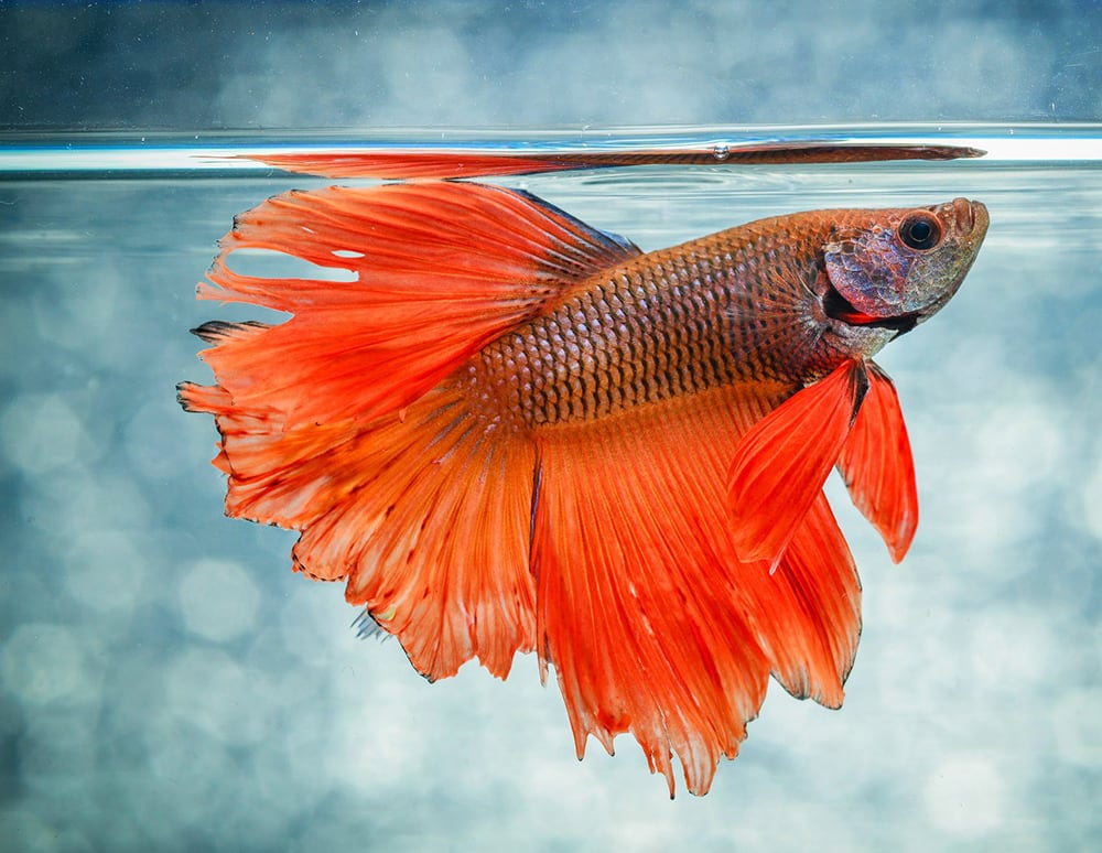 Siamese Fighting Fish taking a breath of air