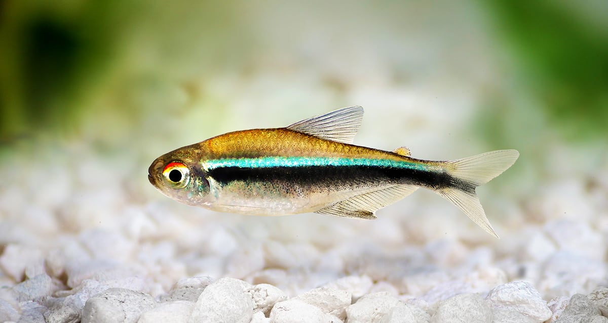 Black neon tetra is an egg-scatterer.