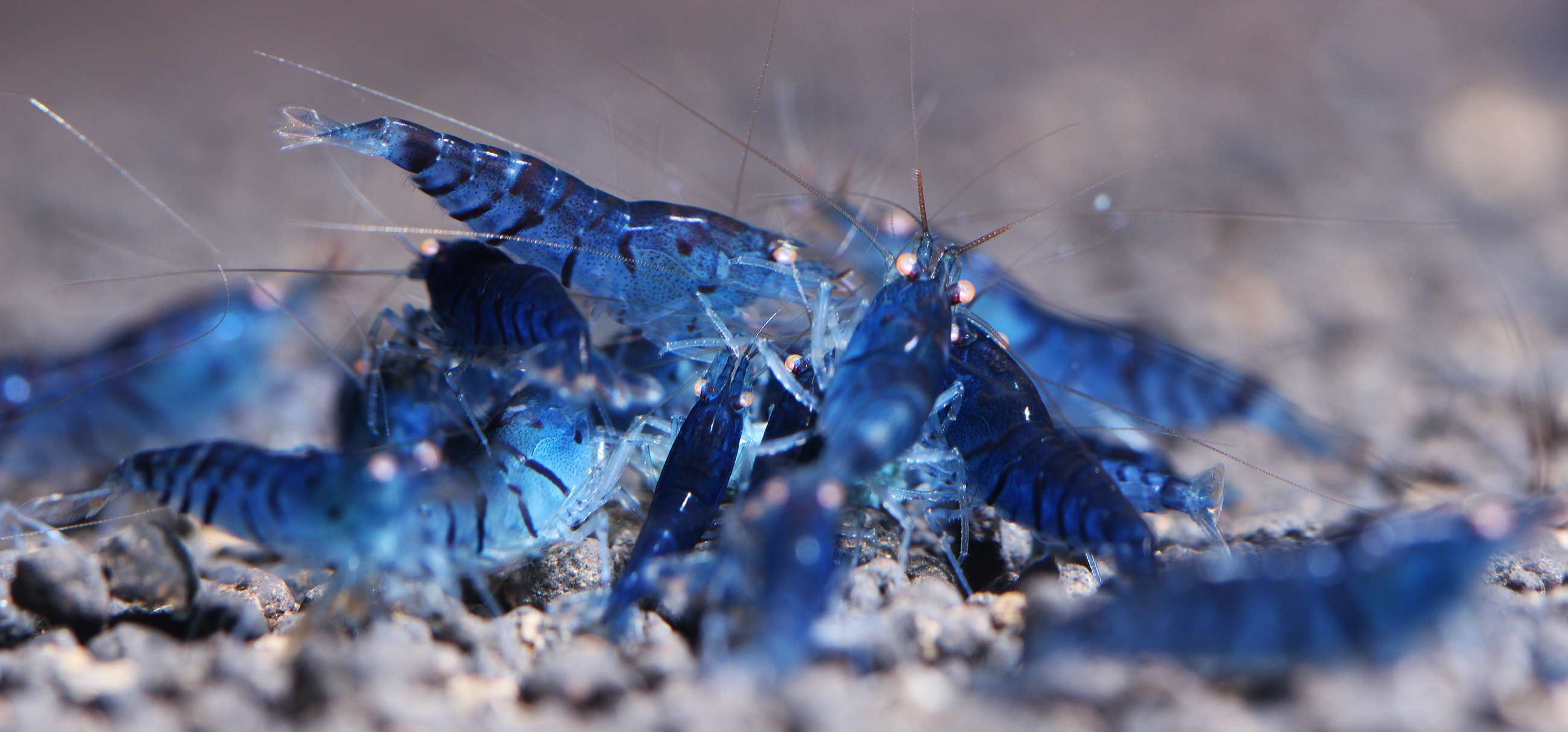 A group of Blue Tiger shrimp feeding.