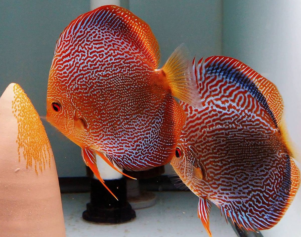 Discus fish pair and their eggs.