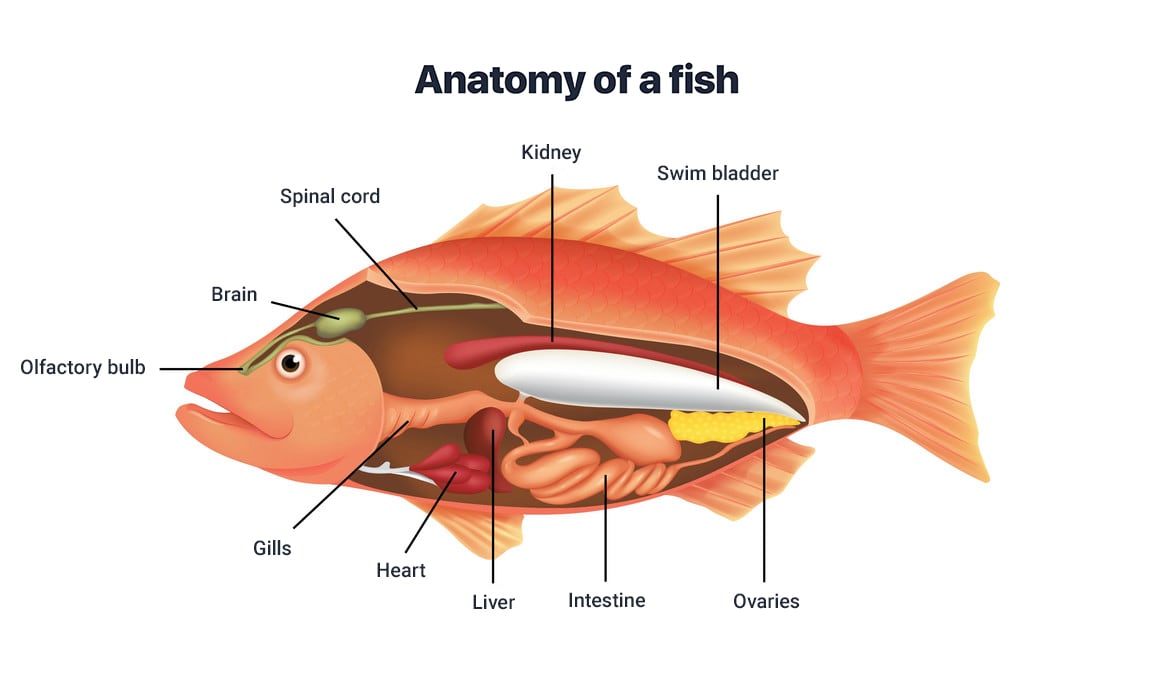 Tropical fish anatomy