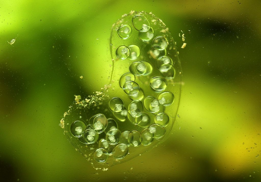 Freshwater snail eggs on aquarium glass.