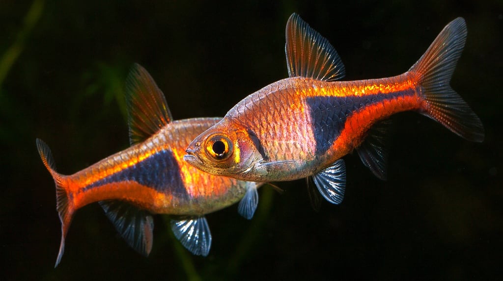 harlequin-rasbora-tropical-fish-aquascaping