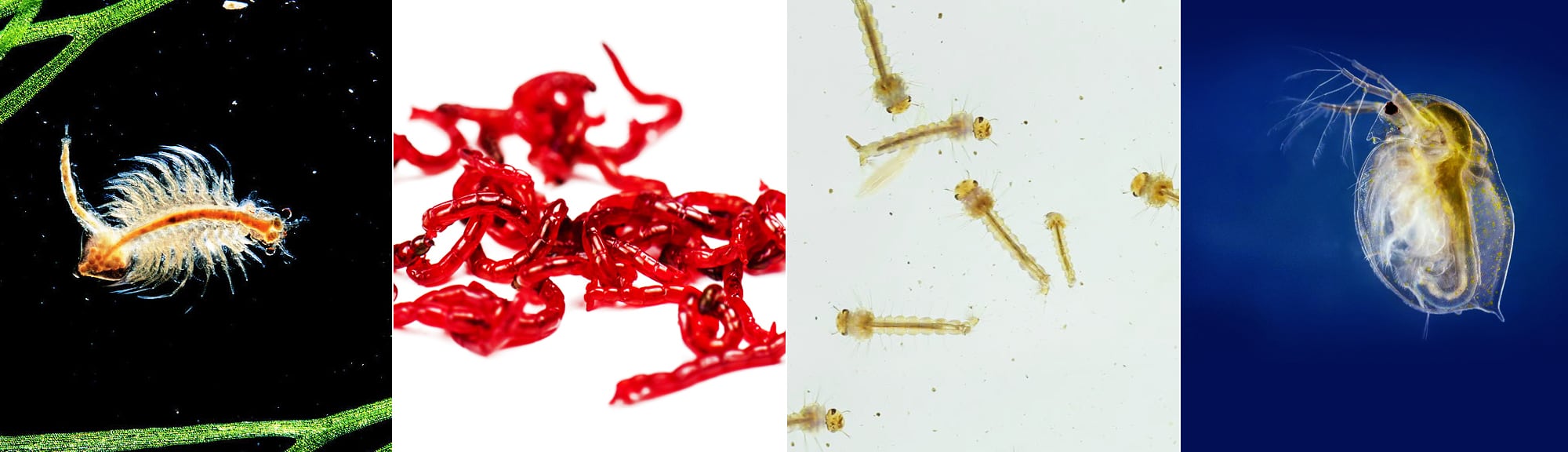 Live foods: Artemia, Bloodworms, Mosquito larvae, Daphnia.