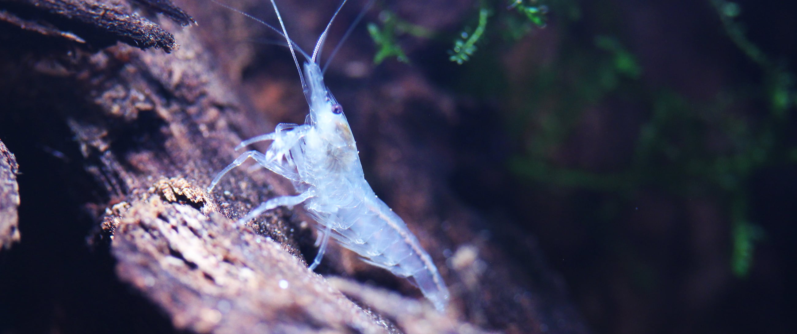 Neocaridina palmata White Pearl - Freshwater shrimp