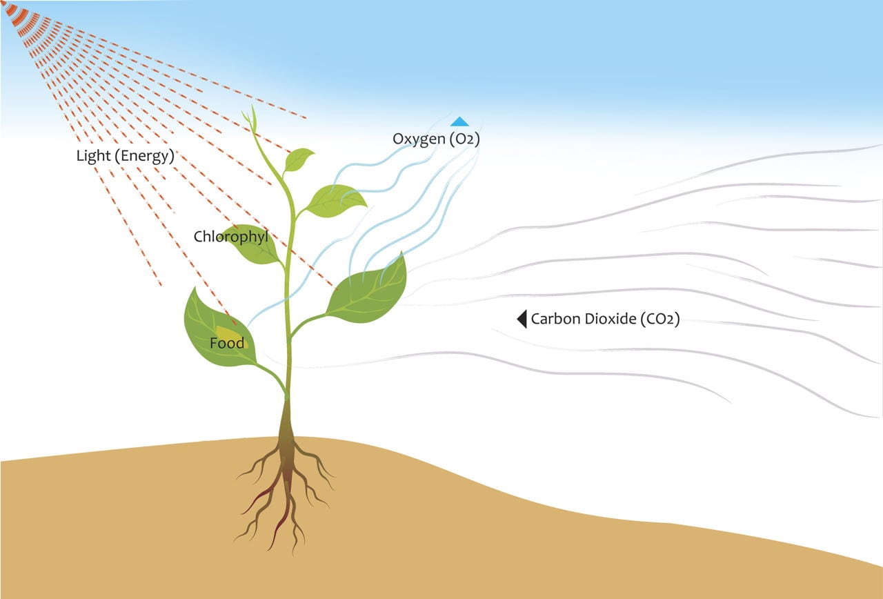 photosynthesis in aquatic plants