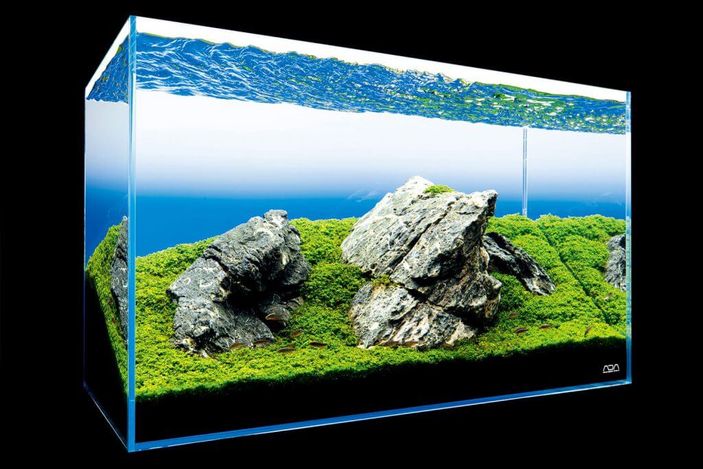 The Iwagumi Style in Aquascaping