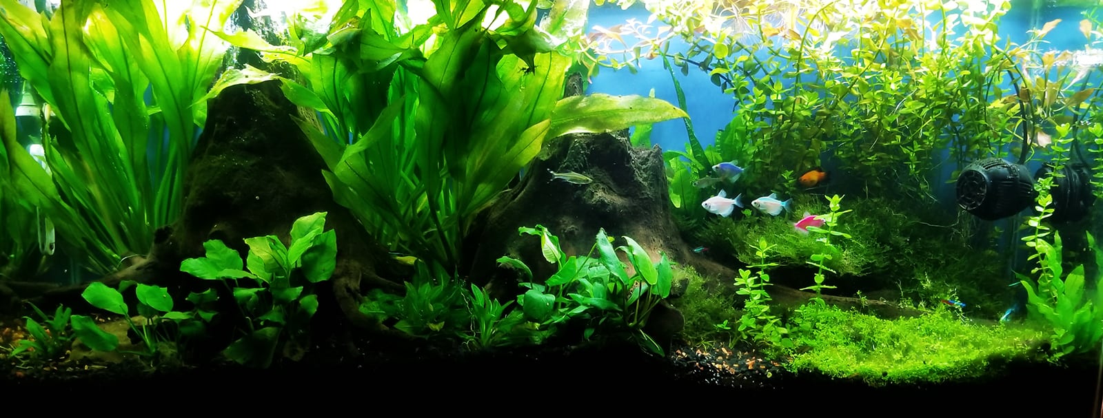 Fish tank jungle -  Italia