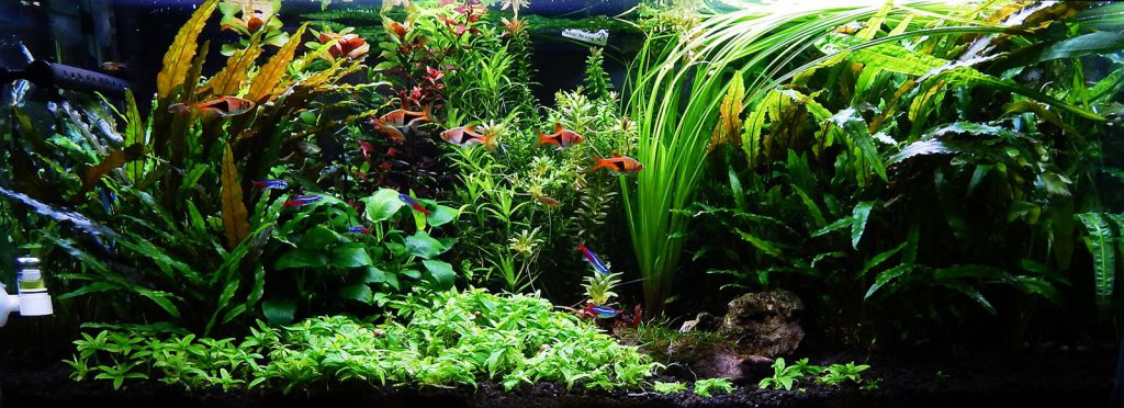 The Jungle Style Planted Tank