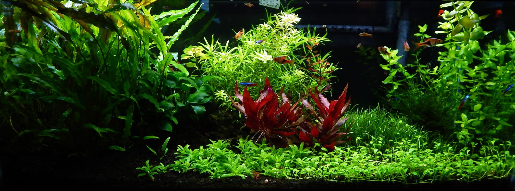 The Jungle Style Planted Tank