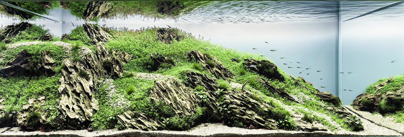 The Nature Aquarium - Aquascaping Styles