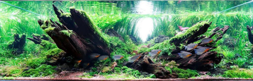 How to win an aquascaping contest