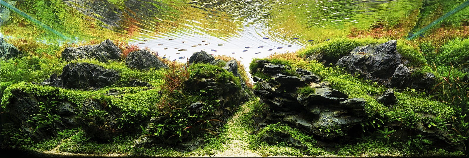 How To Win an Aquascaping Contest - Aquascaping Love