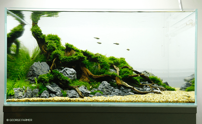 george farmer aquascaping interview