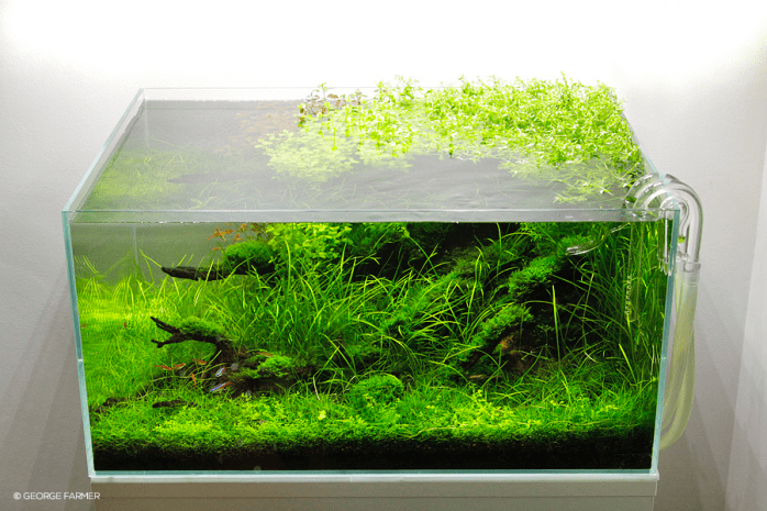george farmer aquascaping interview