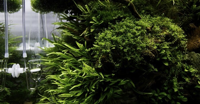 The Importance of CO2 in the planted tank - Aquascaping
