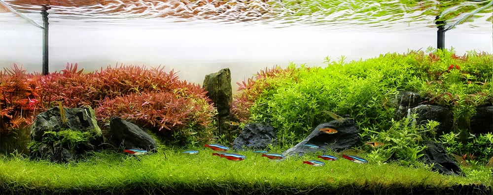 Aquatic plants fertilizer - Aquascaping - Aquatic plants - Aqua  RebelAquatic plants fertilizer - Aquascaping - Aquatic plants