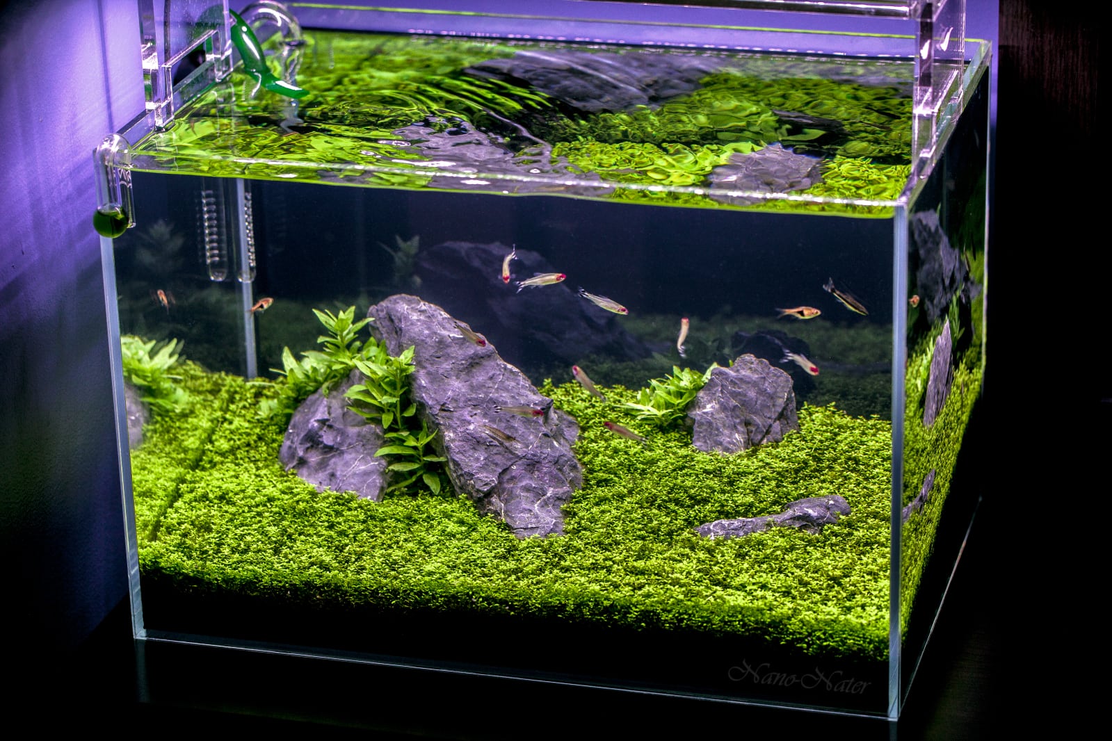 Water Garden Mini Plant Aquarium