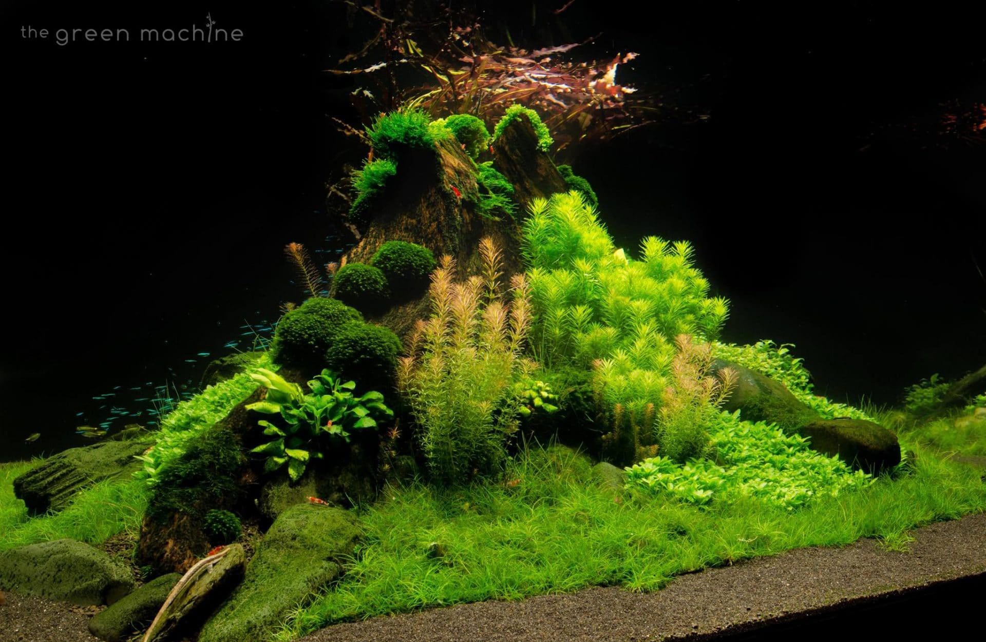 hemianthus callitrichoides (hc cuba) aquarium plant – an
