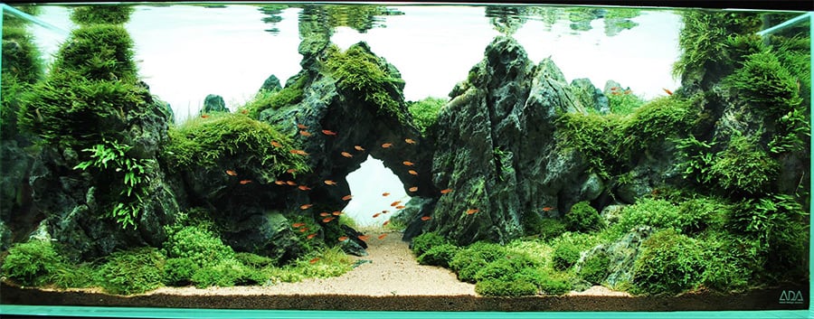 5 of The Most Used Aquarium Plants