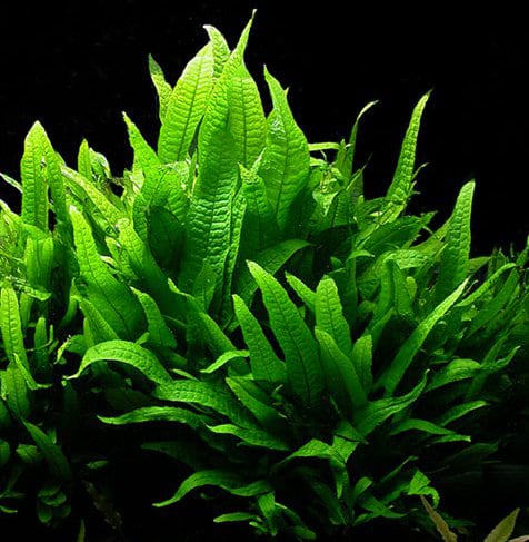 most-used-aquarium-plants-aquascaping-microsorum-pteropus
