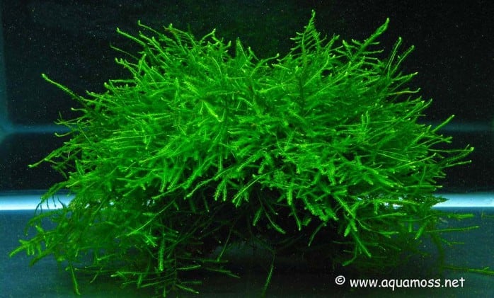 most-used-aquarium-plants-aquascaping-java-moss