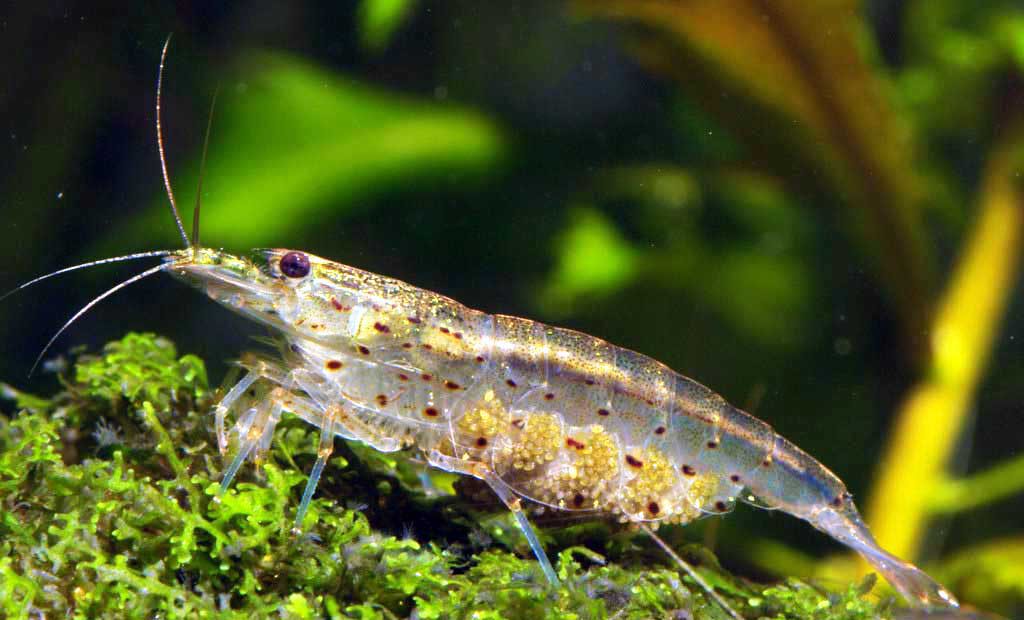 amano-shrimp-aquascaping-takashi-amano