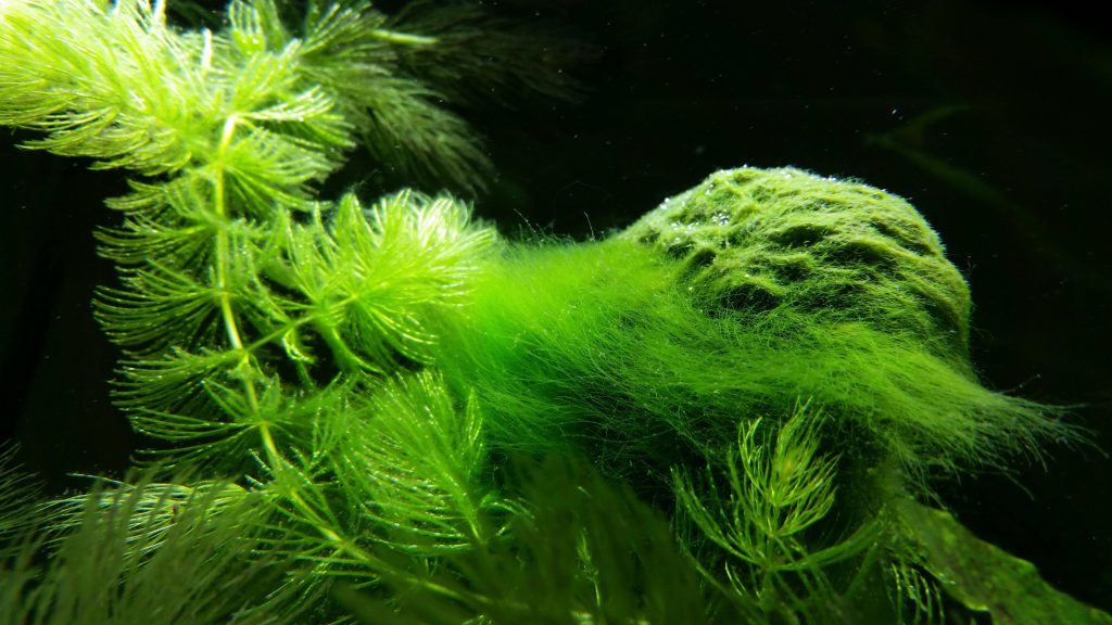 How To Deal With Aquarium Algae Aquascaping Love