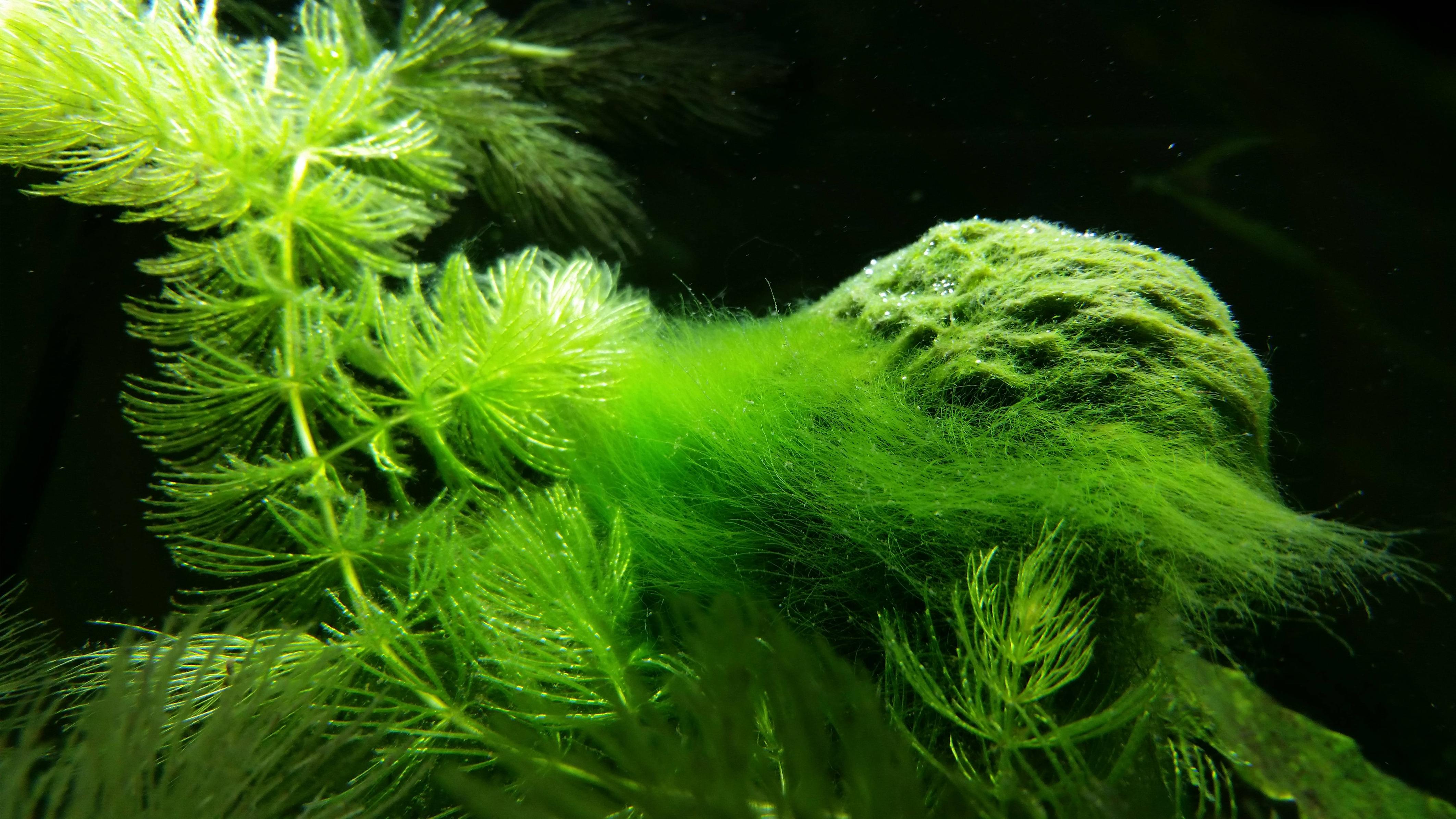 How To Get Rid Of Green Algae In A Tropical Fish Tank at Mildred Jones blog