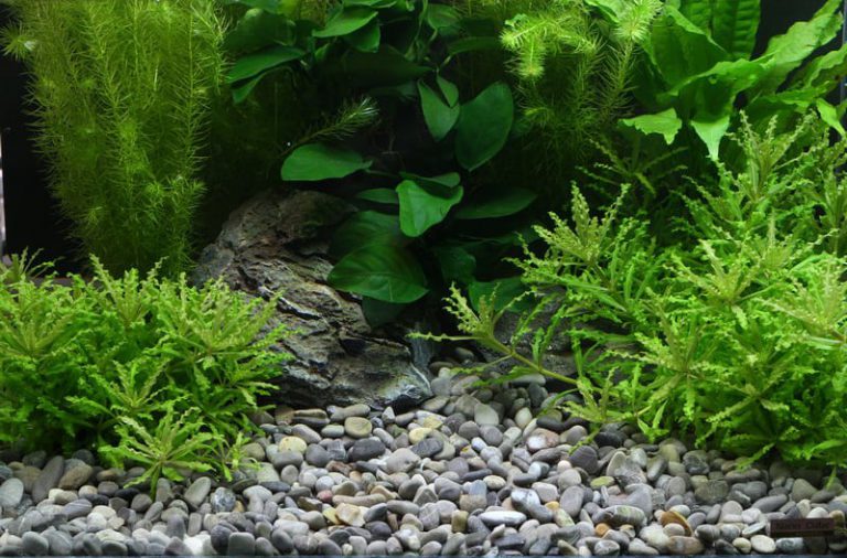 Planted Aquarium Hardscape Essentials Part 1 Sand