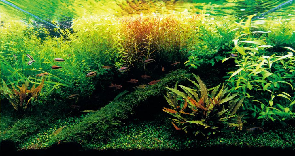 aquascaping-algae-free-aquarium-ada-gallery