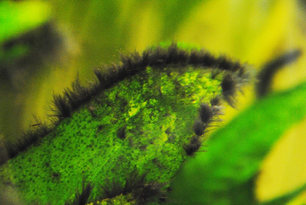 black-beard-algae-aquascaping