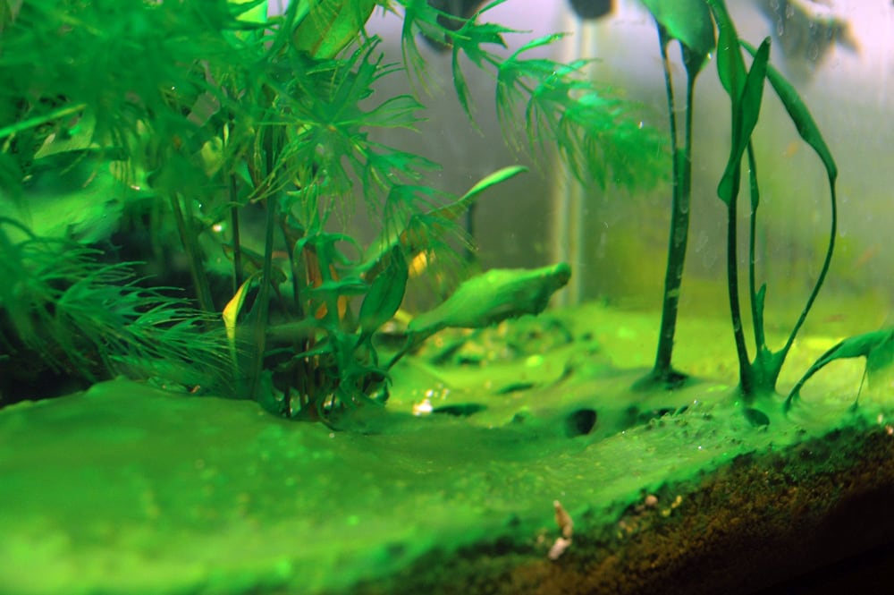 How To Deal With Aquarium Algae - Aquascaping Love