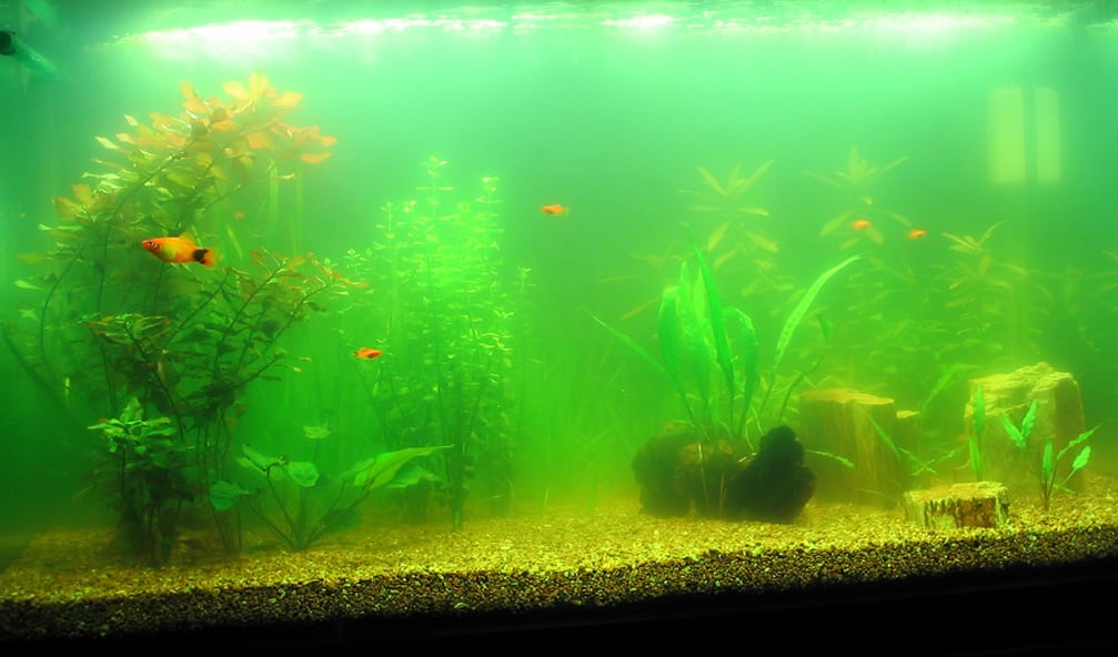 green-water-aquarium-algae-aquascaping