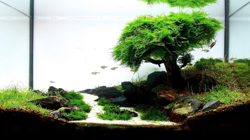 planted-tank-substrate-aquascaping-tree