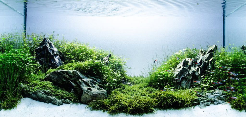 planted-tank-substrate-aquascaping-nature-aquarium