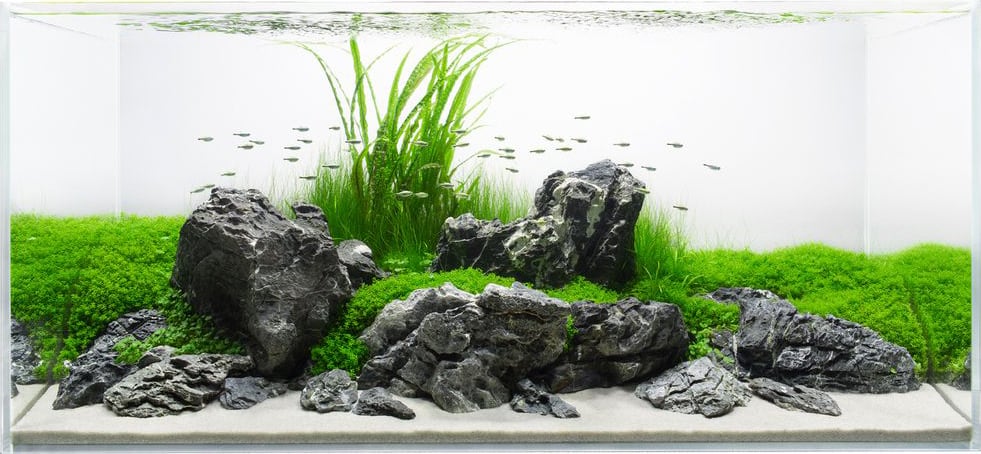 rocks-used-in-aquascaping-2