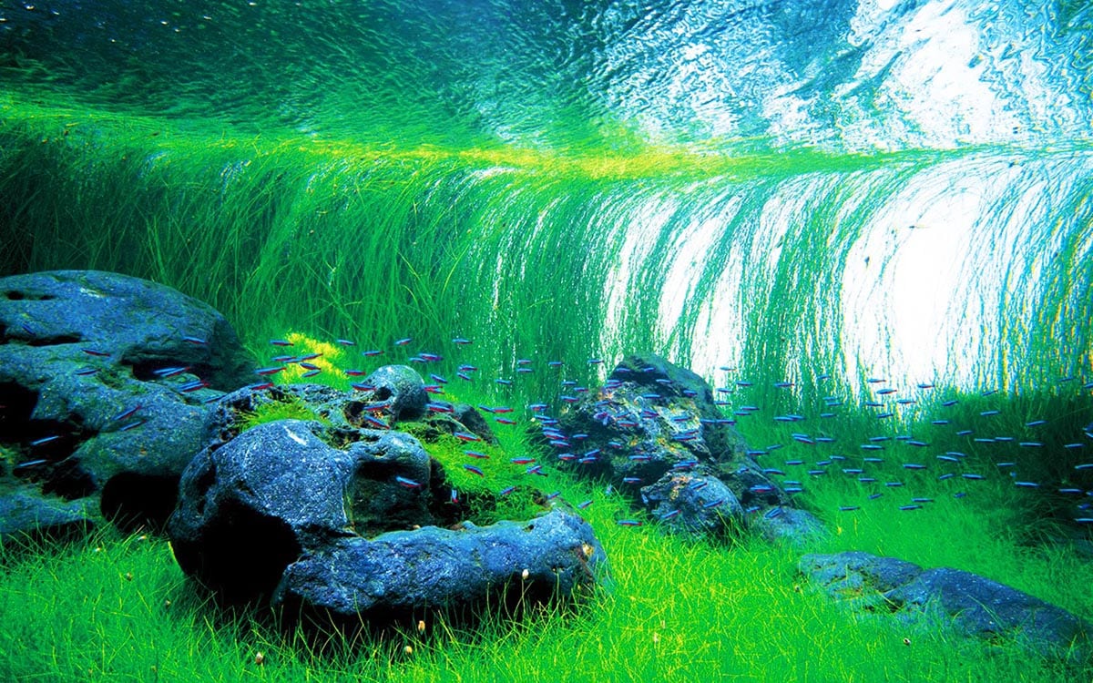 Nature Aquarium Creator Takashi Amano Aquascaping Love