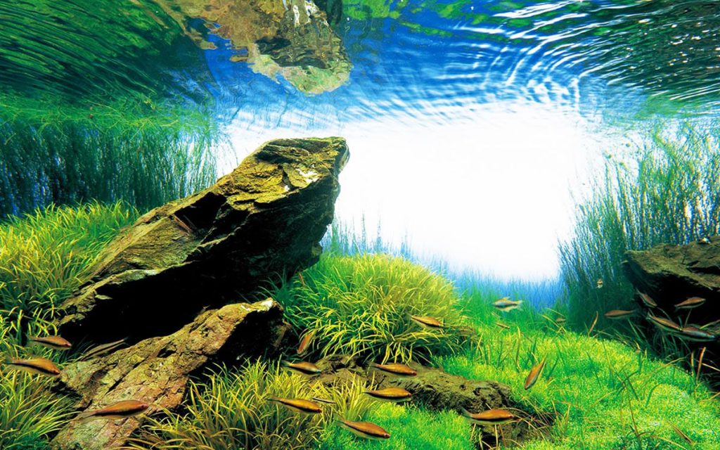 Nature Aquarium created by Takashi Amano.