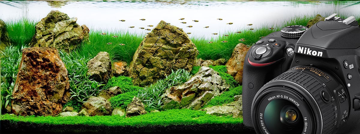 How To Take Better Photos of Your Planted Aquarium