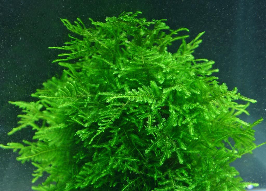 A Guide to Keeping and Growing Aquatic Moss - Aquascaping Love Moss On Rocks In Aquarium
