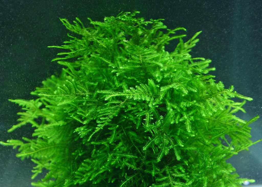 A Guide to Keeping and Aquatic Moss - Aquascaping Love