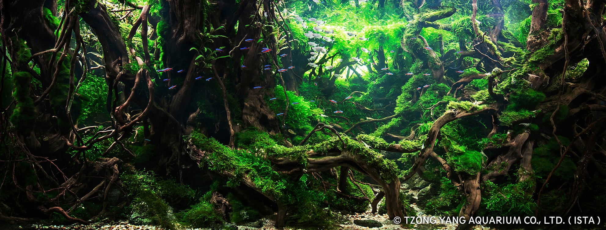 A Guide to Keeping and Growing Aquatic Moss - Aquascaping Love