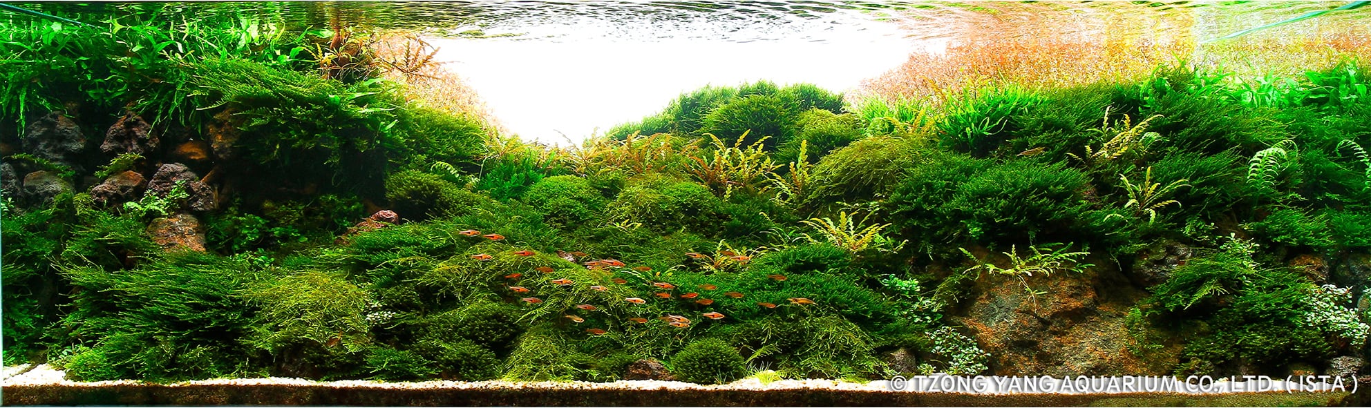 A Guide to Keeping and Growing Aquatic Moss - Aquascaping Love Moss On Rocks In Aquarium